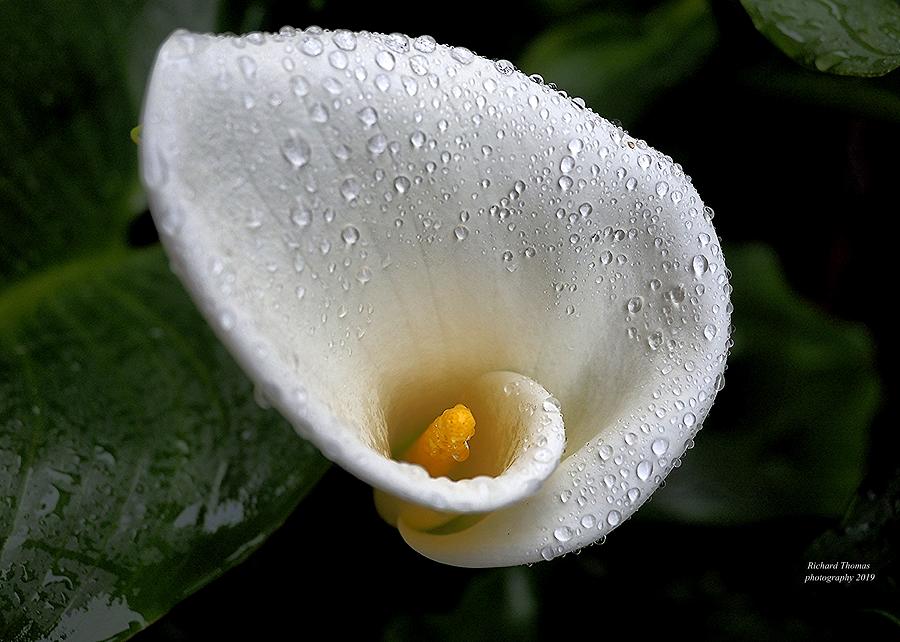 Raindrop Calla Lily Photograph by Richard Thomas