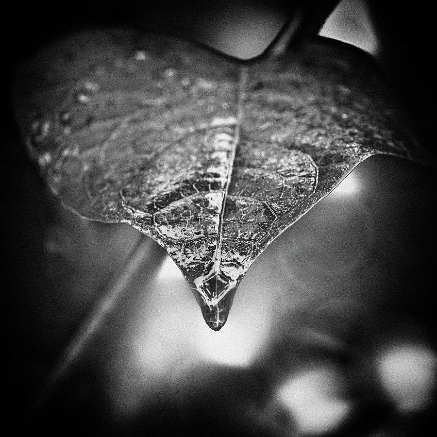 Raindrop On A Leaf Photograph by Copyright Victor Schiferli