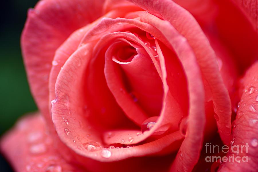 Raindrops on Rose Photograph by Larry Ricker