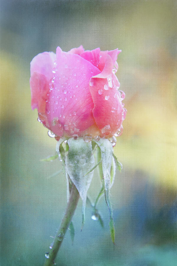 Raindrop Rose Digital Art by Terry Davis