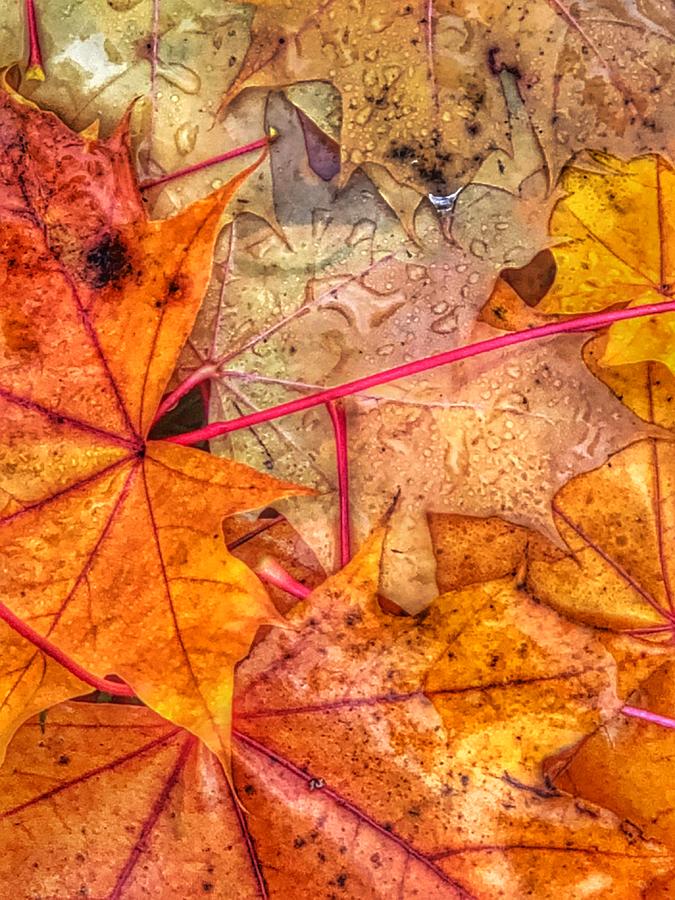 Raindropped Leaves Photograph by Bonnie Bruno