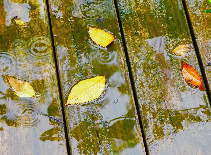 Raindrops And Autumn Leaves Photograph by Alida M Haslett