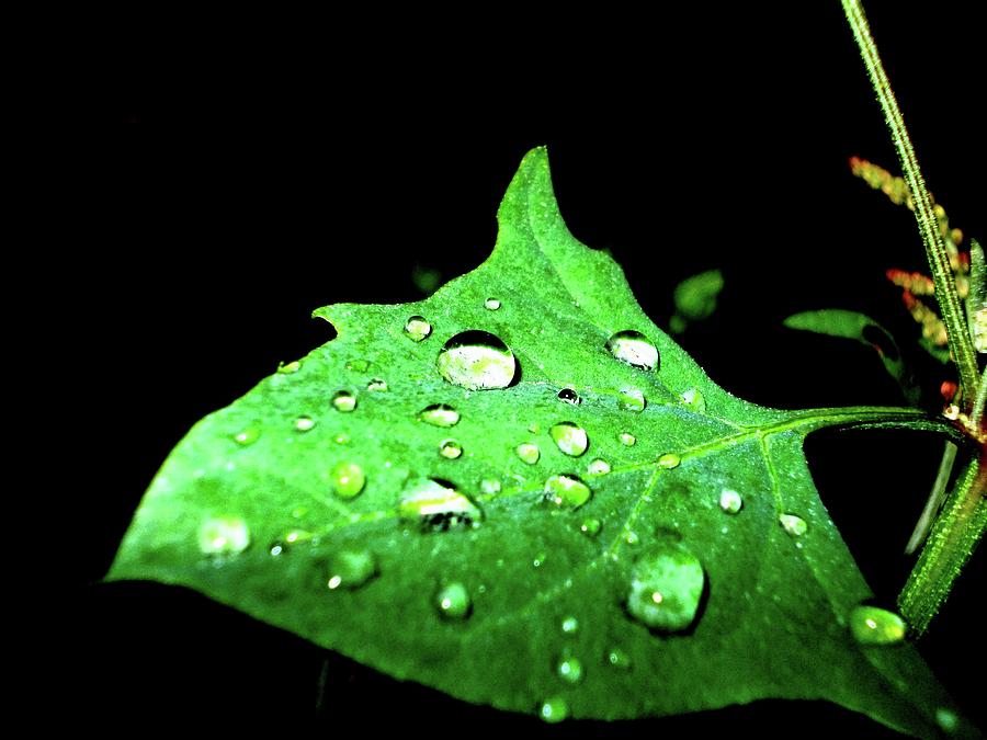 Raindrops Photograph by Ellie Oprea - Fine Art America