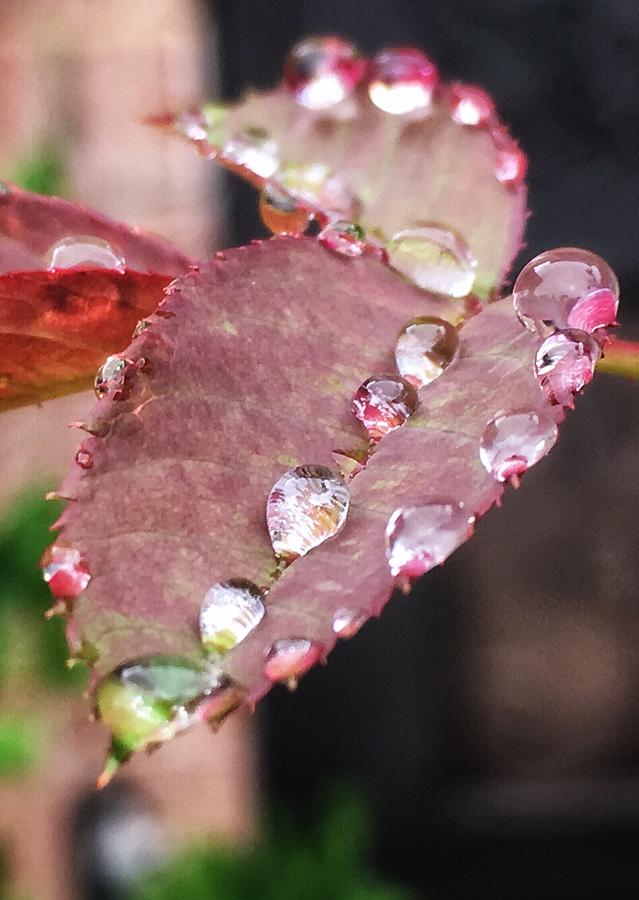 Raindrops like Pearls on Red Leaf Photograph by Doris Aguirre