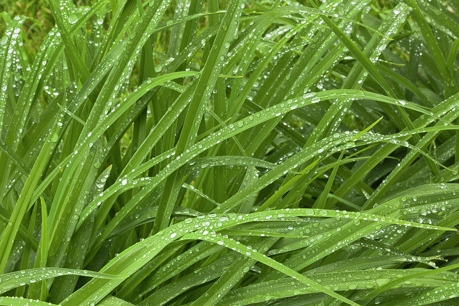 Raindrops Of Daylily Foliage Photograph by Adam Jones