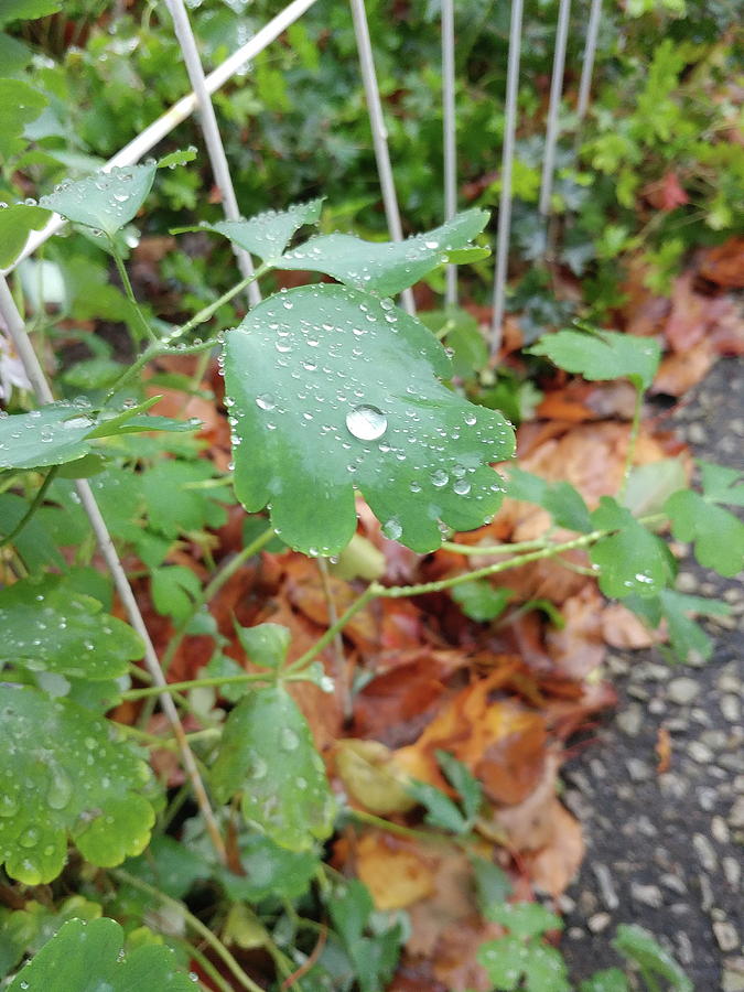 Raindrops on a Leaf Photograph by Boyd Carter