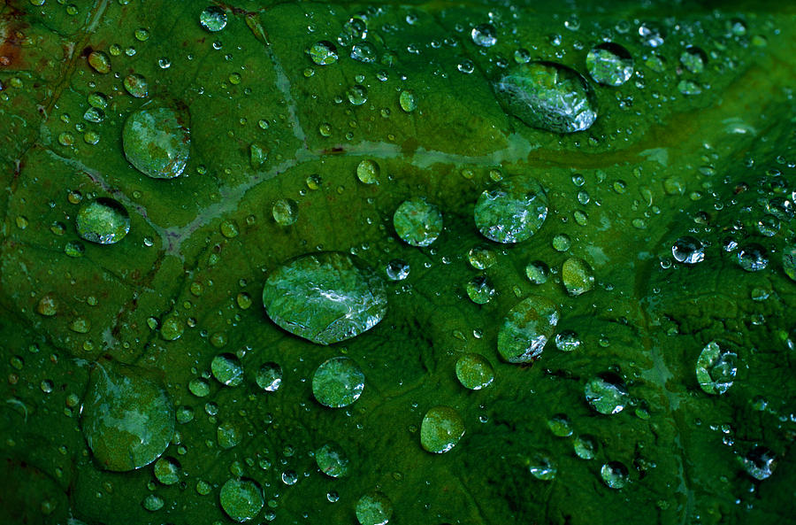 Raindrops On A Leaf Photograph by Eastcott Momatiuk