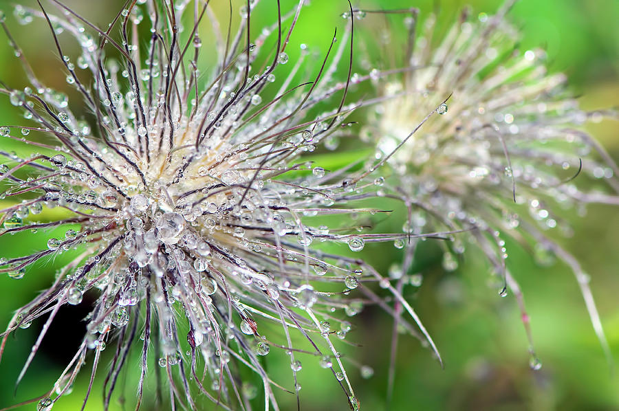 Raindrops on a Pasque Flower Seedhead Photograph by Sharon Talson