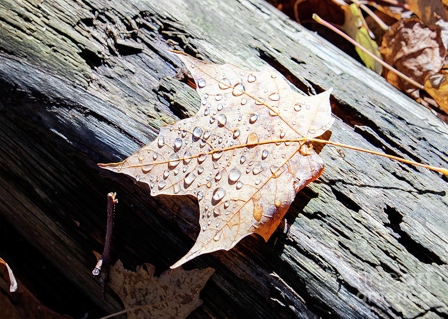 Raindrops on an Autumn Leaf Photograph by Hal Halli