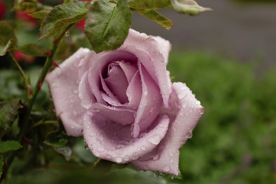 Raindrops on antique pink Rose Photograph by Vivida Photo PC