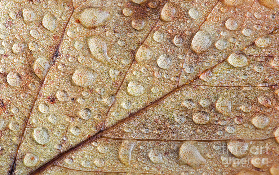 Raindrops on Autumn Leaf Photograph by Tim Gainey