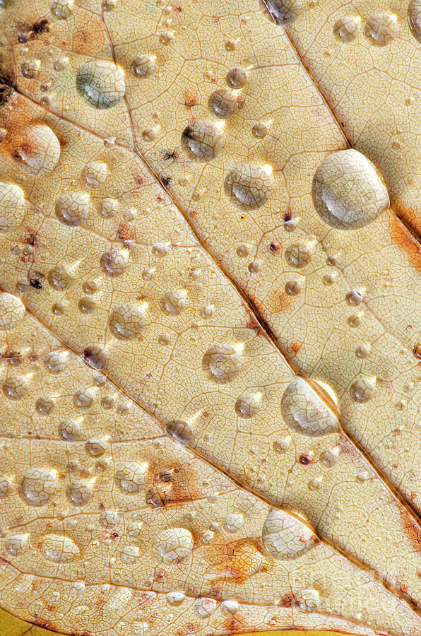 Raindrops on Autumn Tulip Tree Leaf Photograph by Tim Gainey