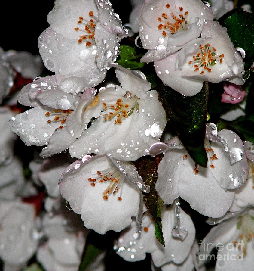 Raindrops on Crab Apple Blossoms by Rose SantuciSofranko Photograph by Rose Santuci-Sofranko