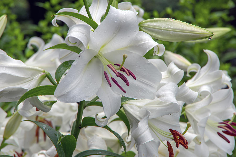 Raindrops On Flowers I Photograph By Kathi Isserman - Fine Art America