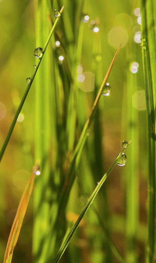 Raindrops On Grass, Close-up Photograph by Don Smith