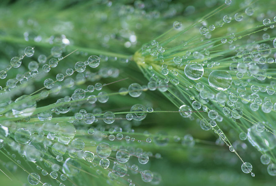 Raindrops On Grass Head Photograph by Nhpa
