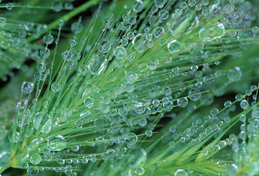 Raindrops On Grass Seedhead Photograph by Nhpa