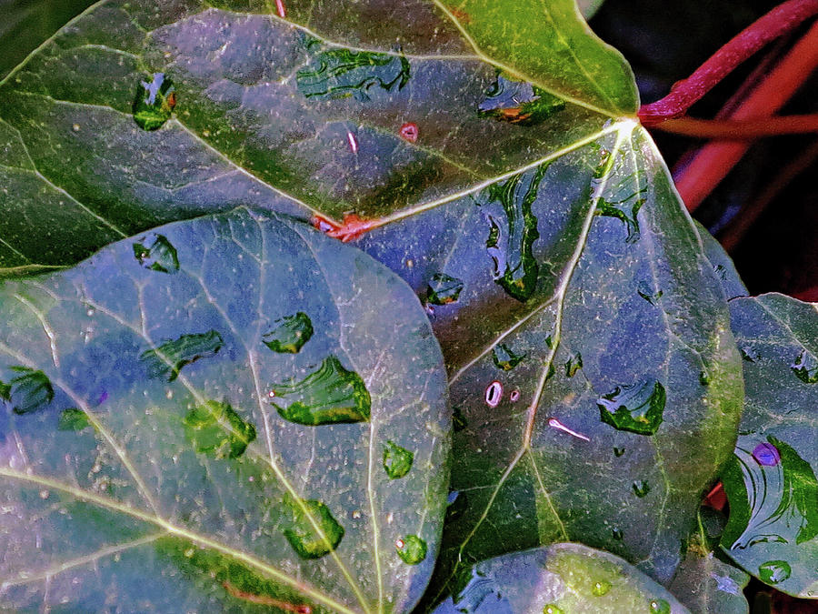 Raindrops On Ivy Photograph by Hazel Vaughn