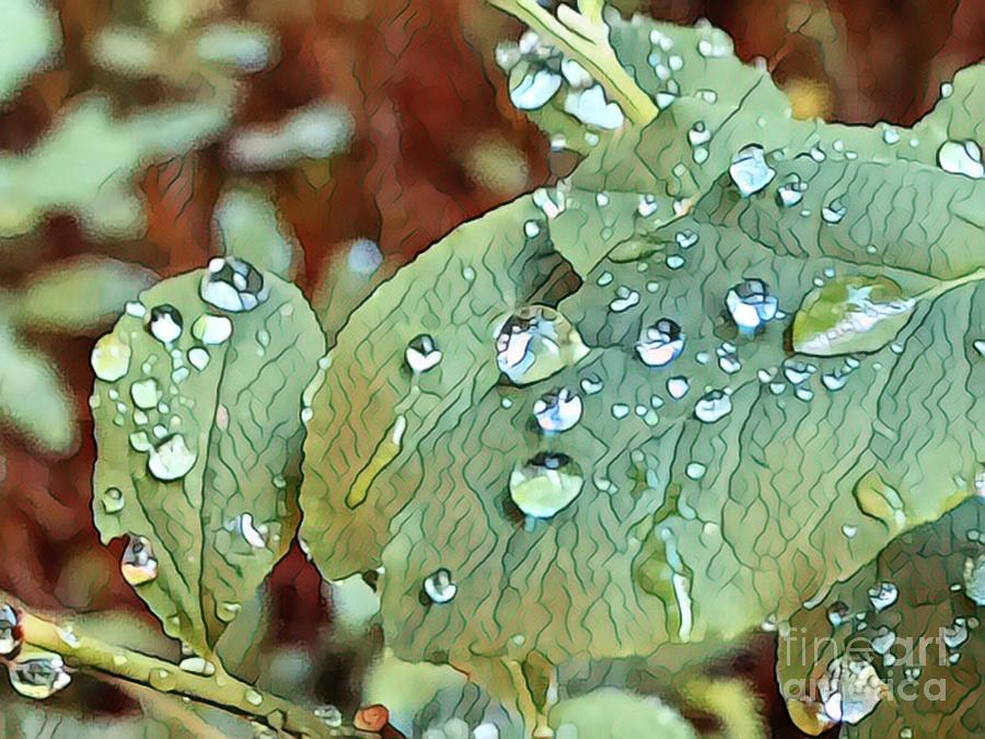 Raindrops On Leaves Photograph by Carol Riddle