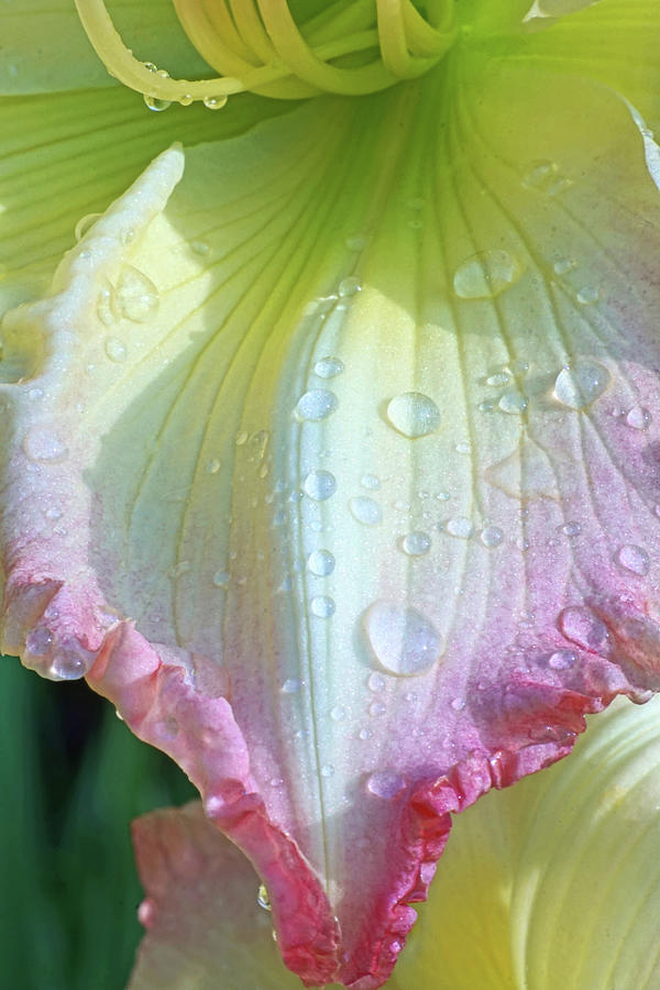 Raindrops On Lily Petals Photograph