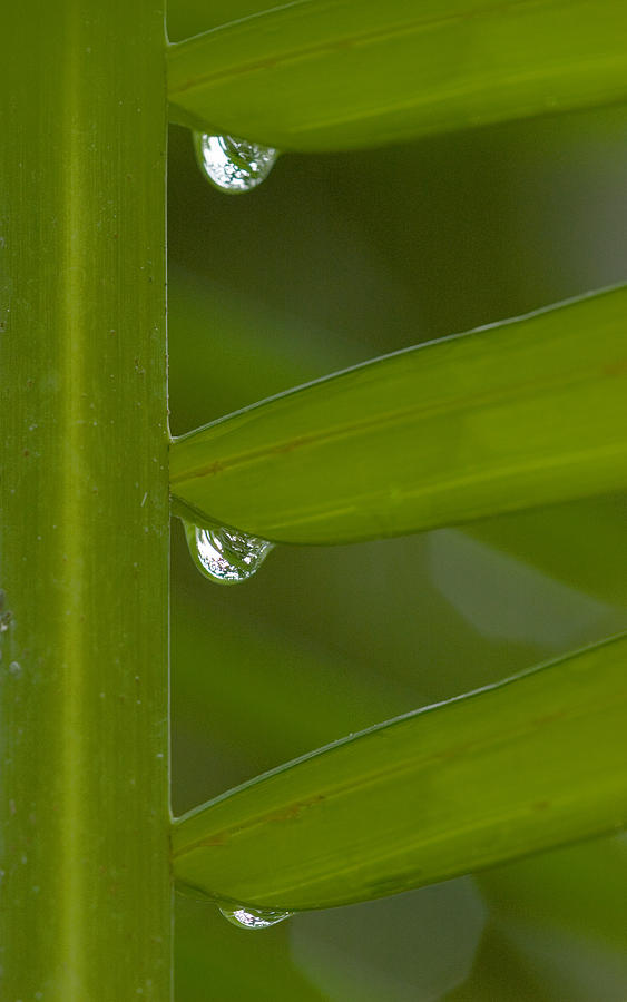 Raindrops On Palmetto Leaves Photograph by Michael Lustbader