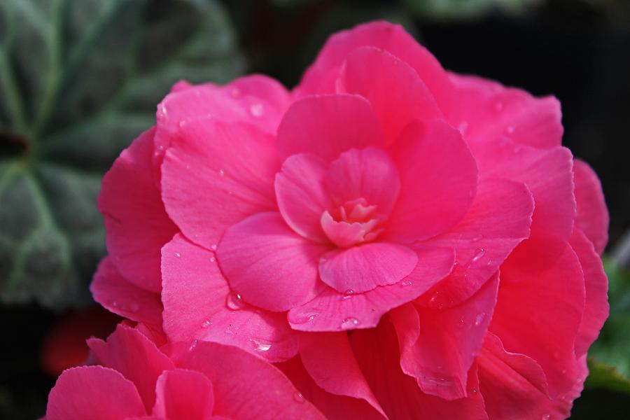 Raindrops on Pink Photograph by Michiale Schneider