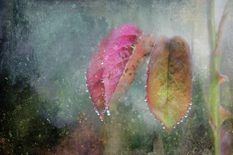 Raindrops on Rose Leaves Digital Art by Terry Davis