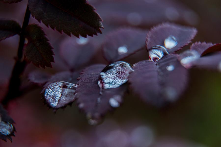 Raindrops on Roses Photograph by Tim Beebe