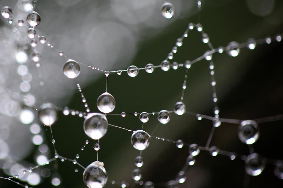 Raindrops On Spiderweb Network Photograph by Mathew Spolin