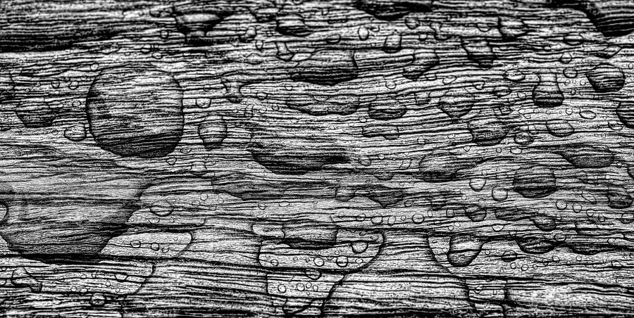 Raindrops On Wood, California, Usa Photograph by Panoramic Images