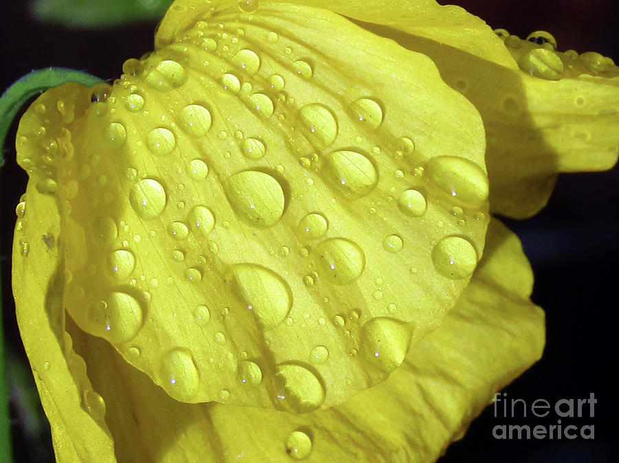 Raindrops On Yellow Poppy Photograph by Kim Tran