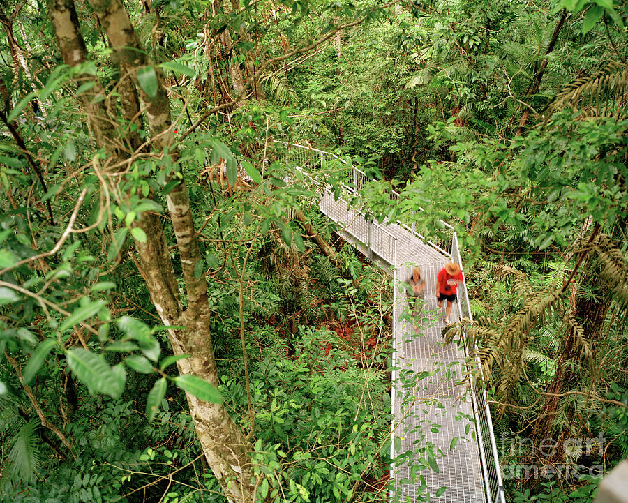 Rainforest Aerial Walkway Photograph by Colin Cuthbert/science Photo Library