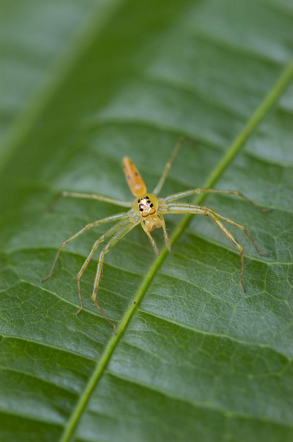 Rainforest Arachnid Photograph by Michael Lustbader