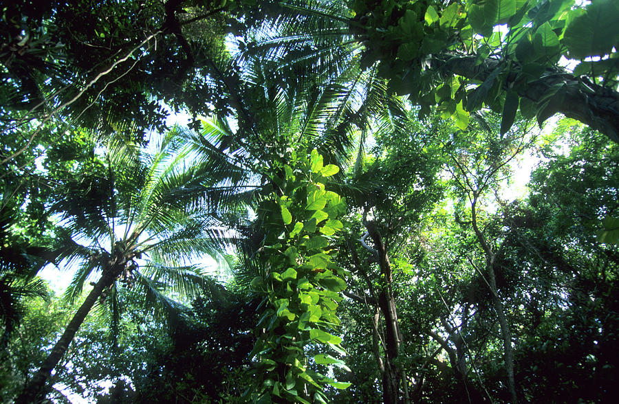 Rainforest, Bedarra Island, Family Islands Group, Great Barrier Reef ...