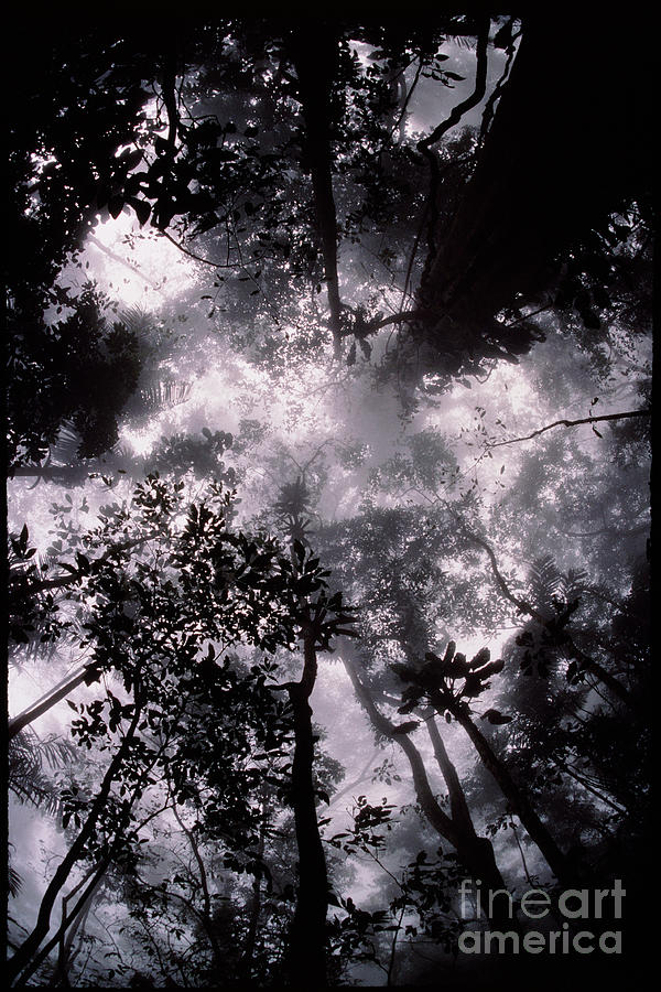 Rainforest Canopy Photograph by George Bernard/science Photo Library