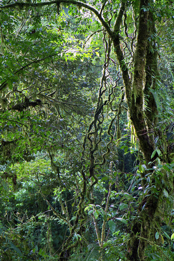 Rainforest Canopy Photograph by Ivan Kuzmin