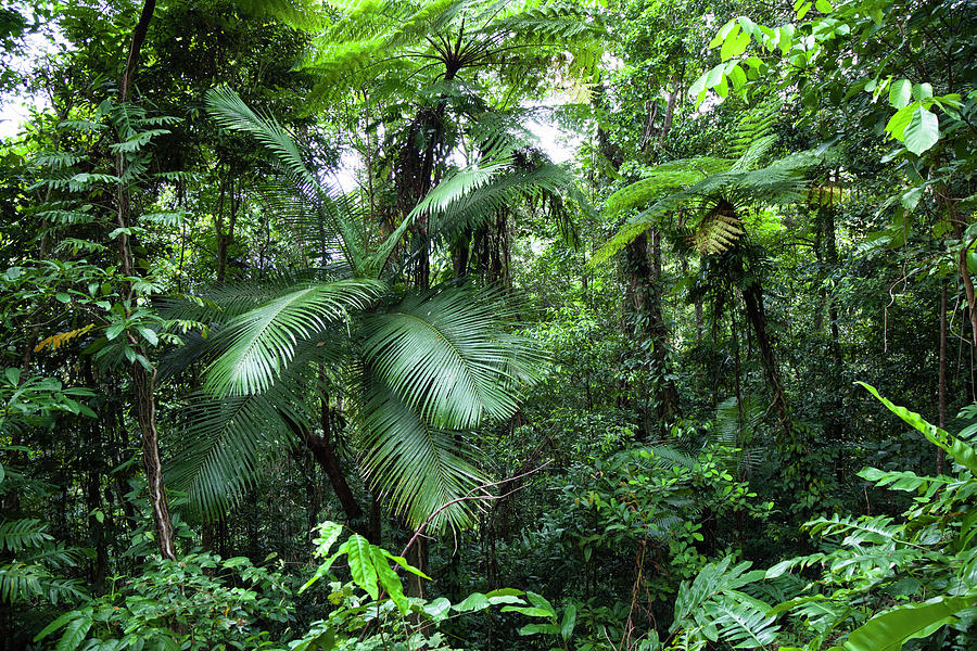 Rainforest, Daintree National Park, North Queensland, Australia ...