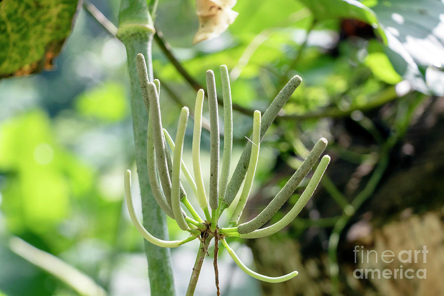 Rainforest flora of Amazon River basin Photograph by Jekaterina ...