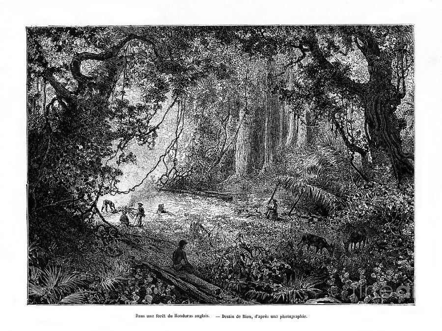 Rainforest In British Honduras, 19th Drawing by Print Collector