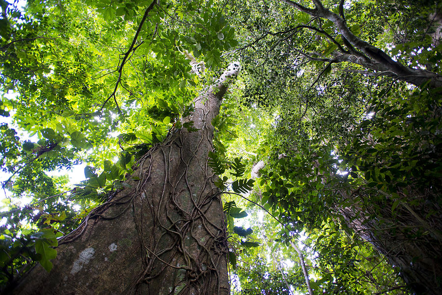 Rainforest On The Island Of Efate, Vanuatu Photograph by Don Fuchs - Pixels