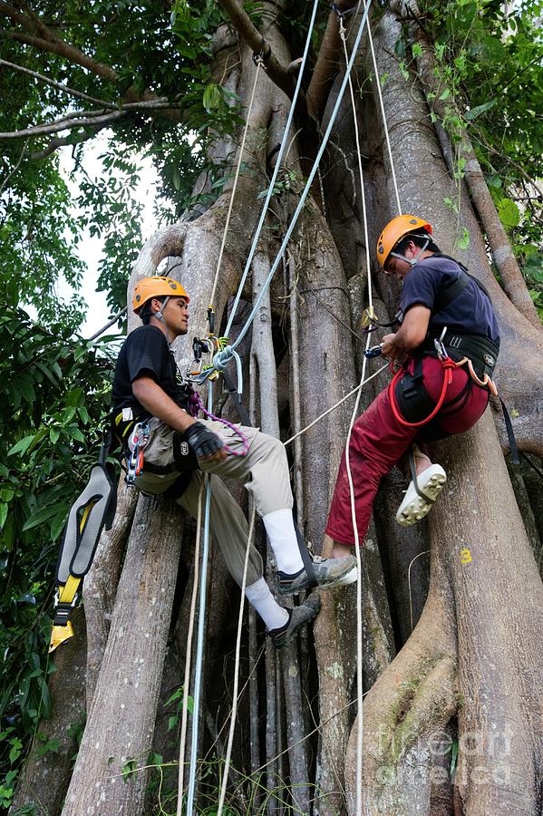 Rainforest Researchers Climbing A Tree Photograph by Louise Murray/science Photo Library