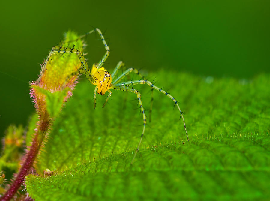 Spider Photograph - Rainforest Spider, Ecuador by Michael Lustbader