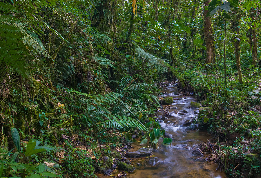 Rainforest Stream, Ecuador Photograph by Michael Lustbader