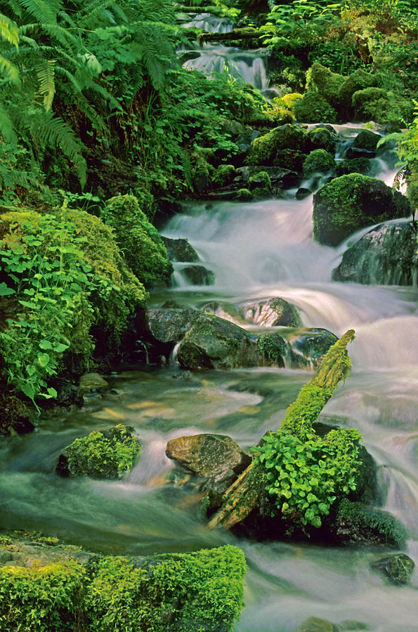 Rainforest Stream Photograph by Ellen&richard Thane