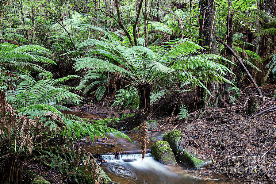 Rainforest Stream Photograph by Michael Szoenyi/science Photo Library