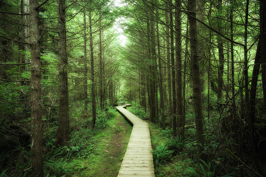 Rainforest Vancouver Island Photograph by Guillaume Vigoureux