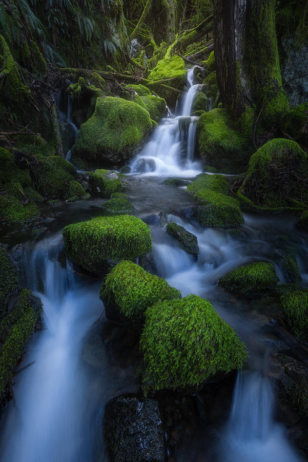 Landscape Photograph - Rainforest Waterfalls by Tony Xu