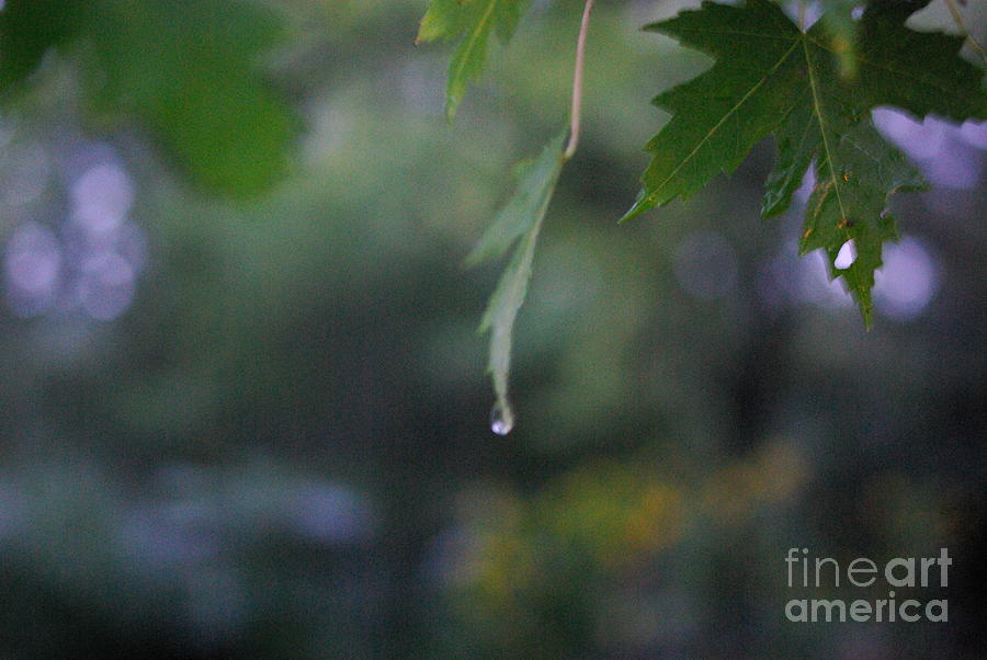Raining Photograph by Frank J Casella