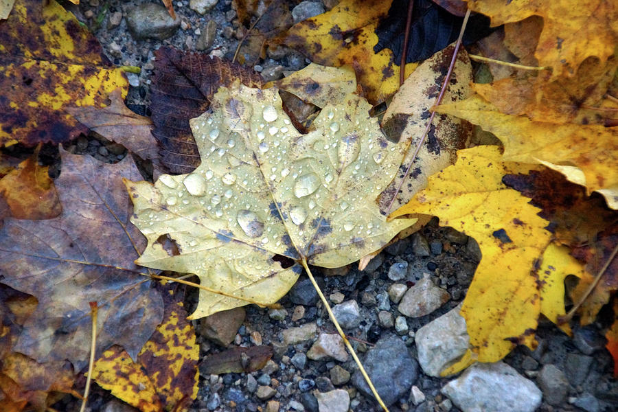 Rainy Autumn Day Photograph by Mike Murdock