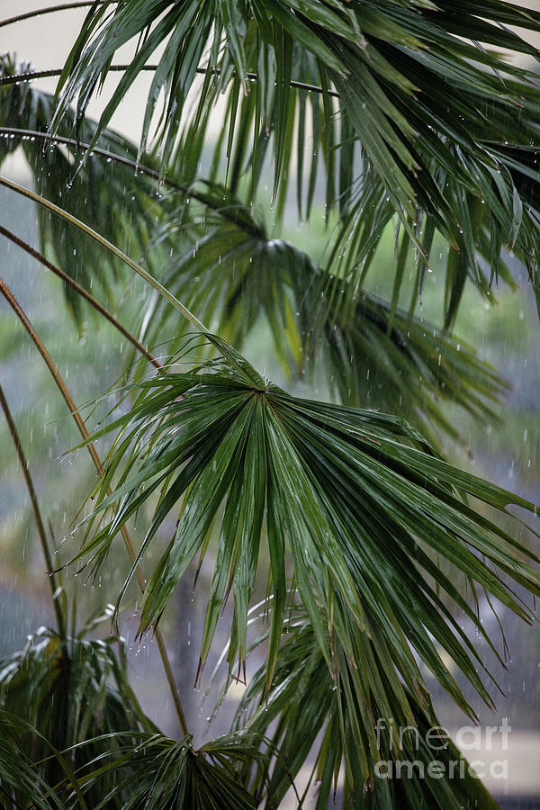 Rainy Day by Awais Yaqub Rainy Day by Awais Yaqub